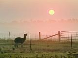 Alpaca Watching The Sunrise_15067